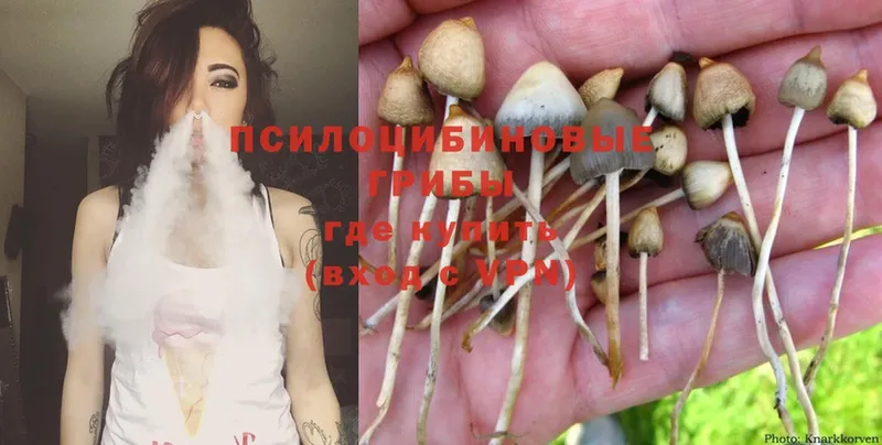 Галлюциногенные грибы Psilocybine cubensis  Новоаннинский 